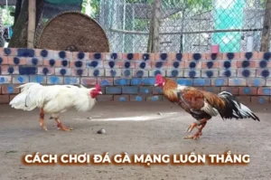 Hướng Dẫn Cách Chơi Đá Gà Sabong Tại HipClub Thắng Lớn Nhanh Chóng