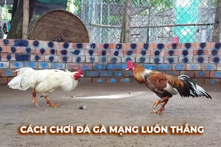 Hướng Dẫn Cách Chơi Đá Gà Sabong Tại HipClub Thắng Lớn Nhanh Chóng